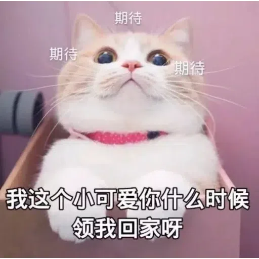 Meow meme - Sticker 17