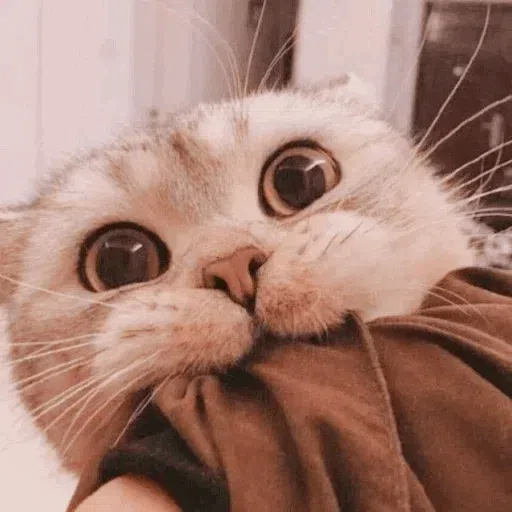 Meow meme - Sticker 29