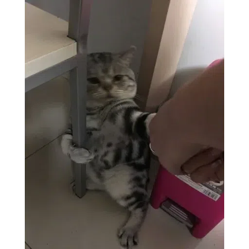 Meow meme - Sticker 13