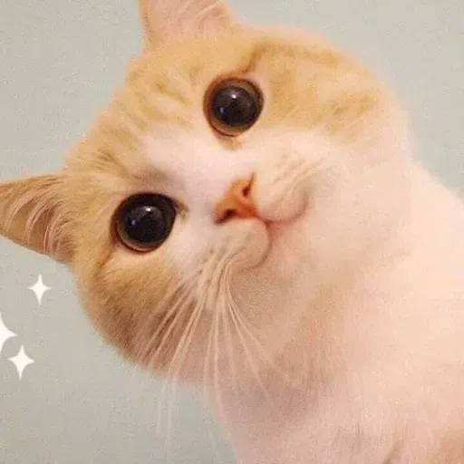 Meow meme - Sticker 30