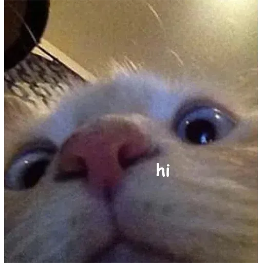 Polite Cats - Sticker 18