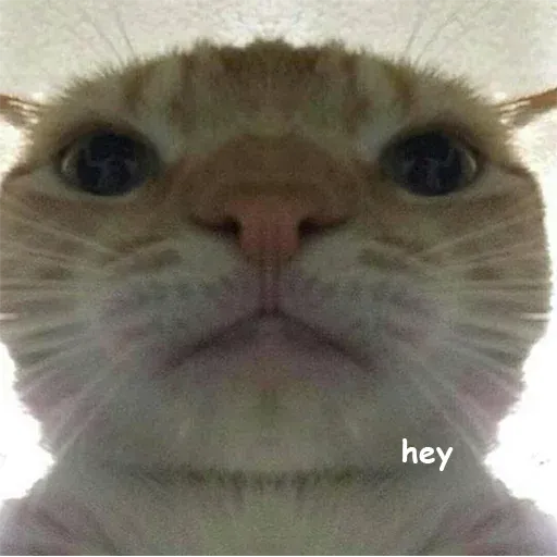 Polite Cats - Sticker 9