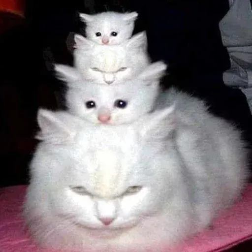 Polite Cats - Sticker 23