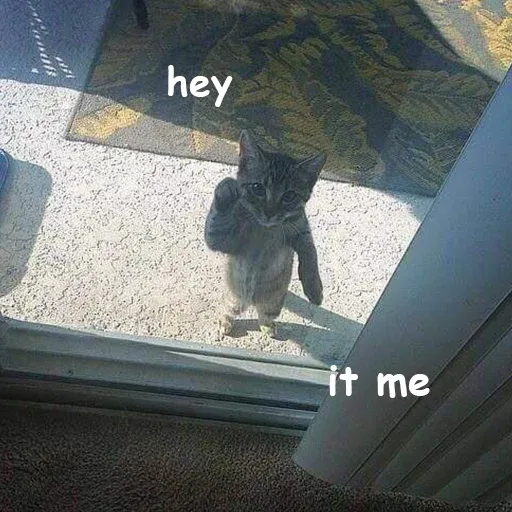 Polite Cats - Sticker 28