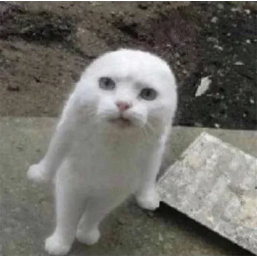 Polite Cats - Sticker 29