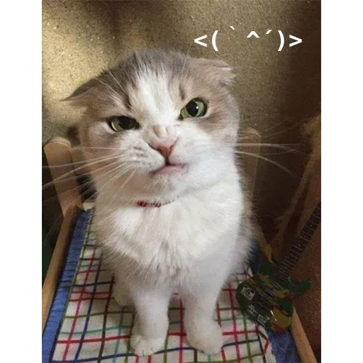 Polite Cats - Sticker 12