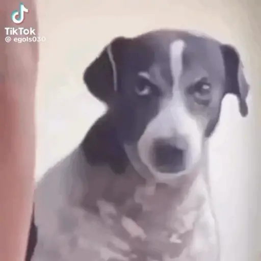 TikTok Animated Memes 1 - Sticker 10