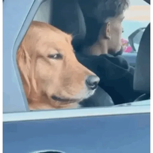 TikTok Animated Memes 1 - Sticker 15
