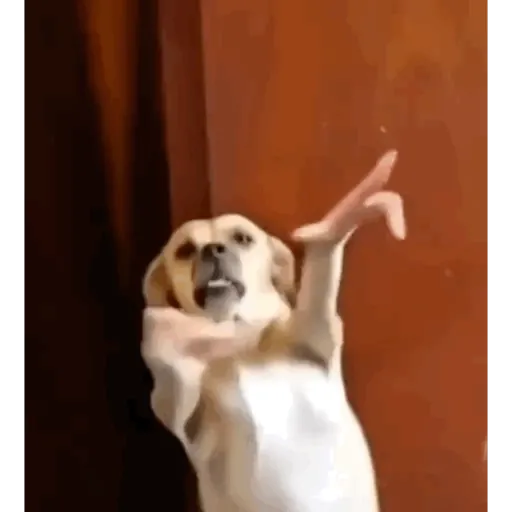 TikTok Animated Memes 1 - Sticker 29