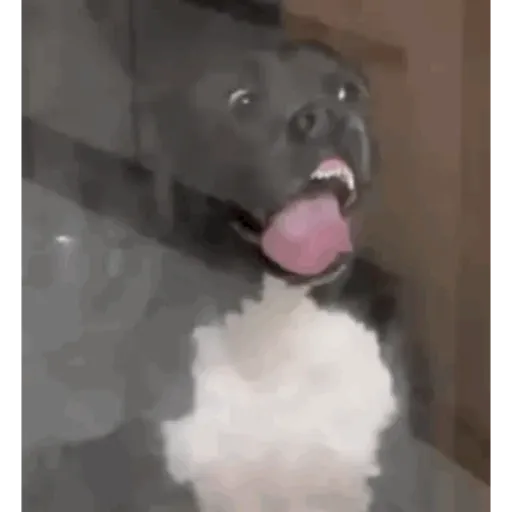 TikTok Animated Memes 1 - Sticker
