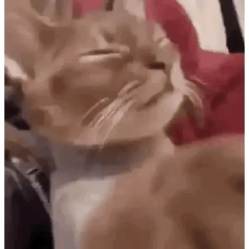 TikTok Animated Memes 1 - Sticker 25