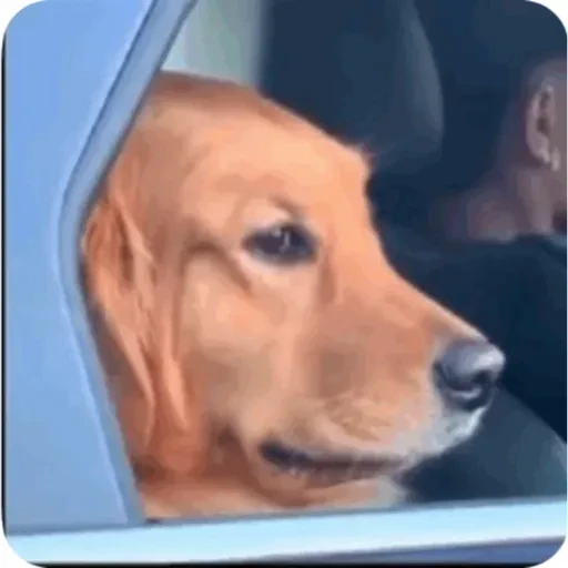 TikTok Animated Memes 1 - Sticker 23