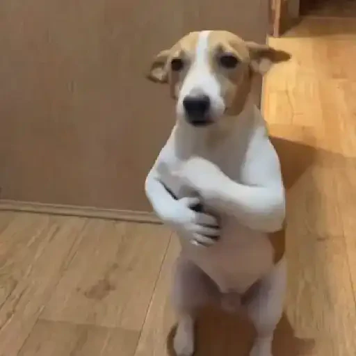 TikTok Animated Memes 1 - Sticker 22