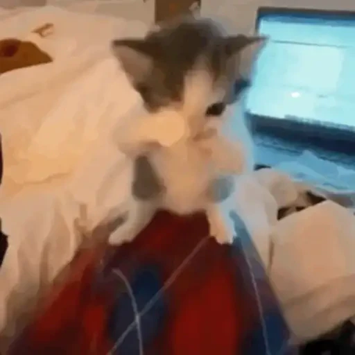 TikTok Animated Memes 1 - Sticker 19