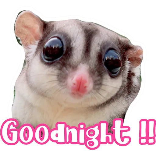 Sugar glider BB & BNUI (IG: lovelybjai) - Sticker 19
