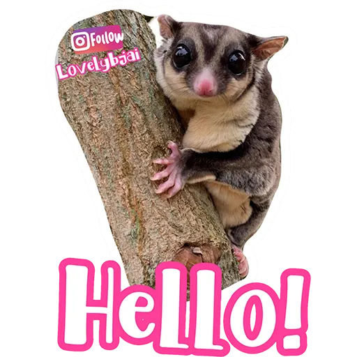 Sugar glider BB & BNUI (IG: lovelybjai) - Sticker 30