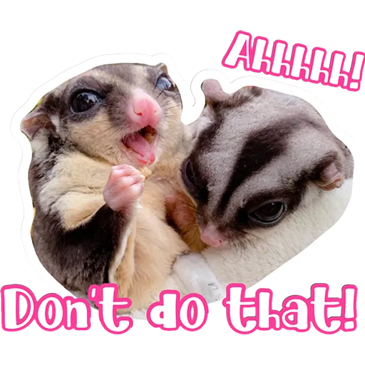 Sugar glider BB & BNUI (IG: lovelybjai) - Sticker 23