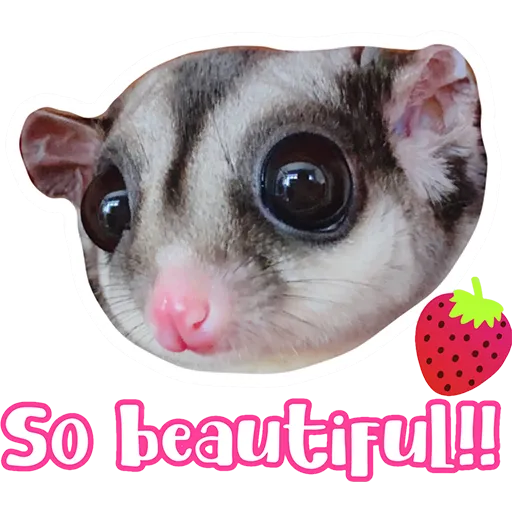 Sugar glider BB & BNUI (IG: lovelybjai) - Sticker 11