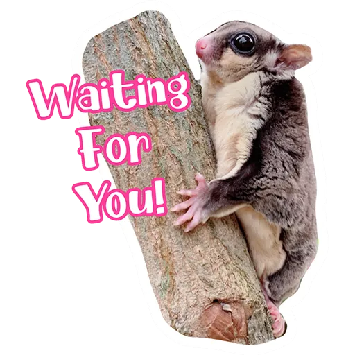 Sugar glider BB & BNUI (IG: lovelybjai) - Sticker 12