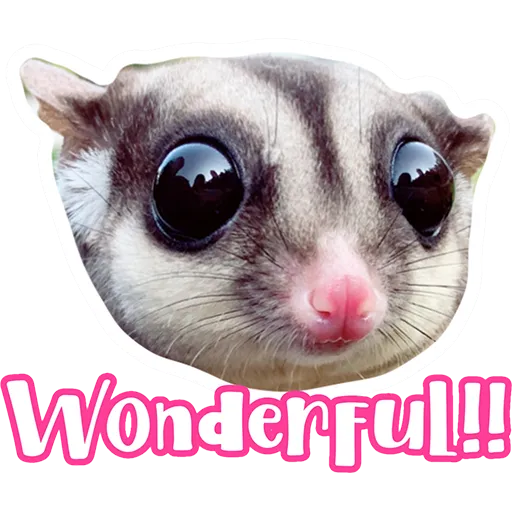 Sugar glider BB & BNUI (IG: lovelybjai) - Sticker 10