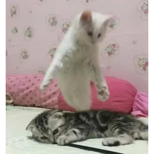 Cat2 - Sticker 27