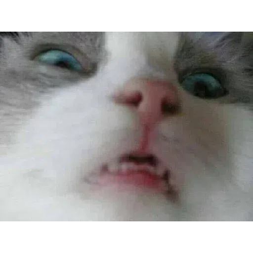 Cat2 - Sticker 20