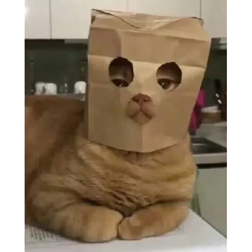 Cat2 - Sticker 22