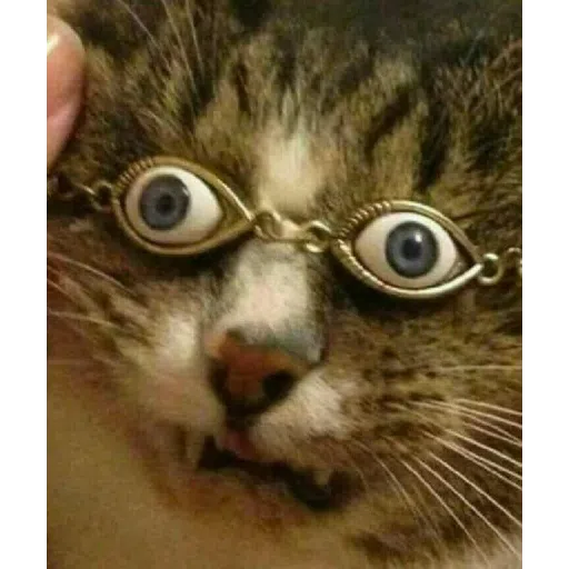 Cat2 - Sticker 29