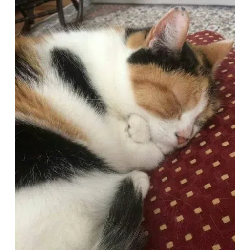 Cat2 - Sticker 14