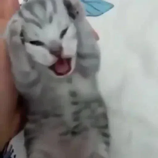 kucing 2 - Sticker 27