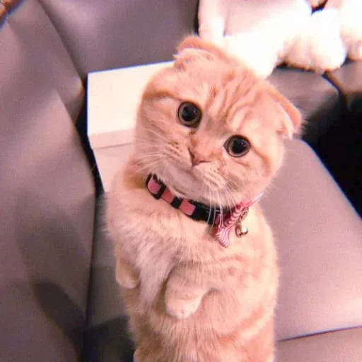 kucing 2 - Sticker 11