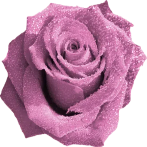 Цветы - Sticker 16