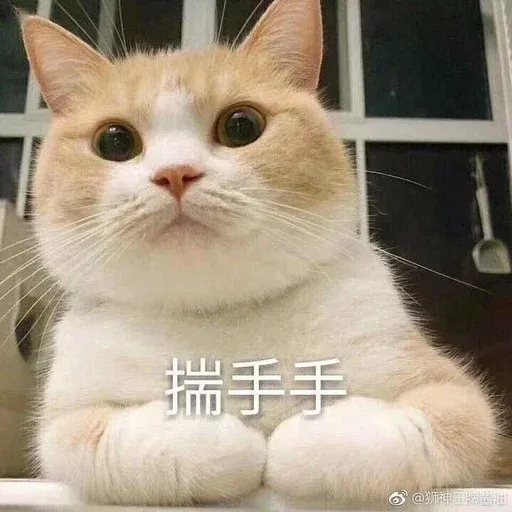 CuteCat1 - Sticker 14