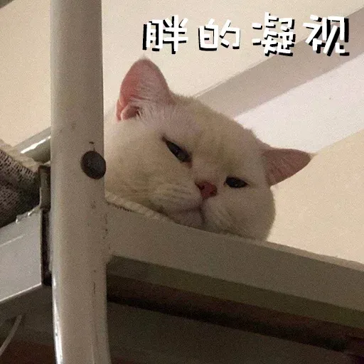 CuteCat1 - Sticker 10