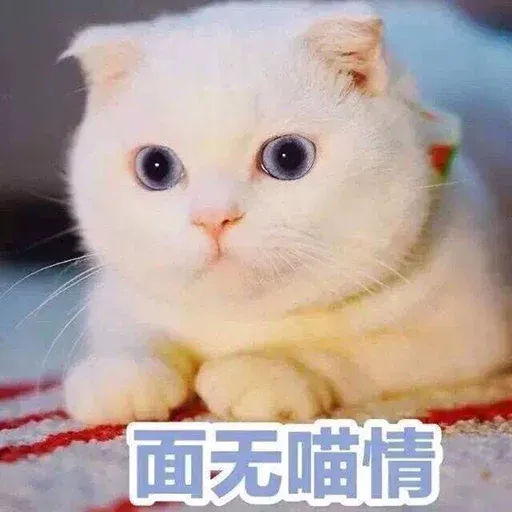 CuteCat1 - Sticker 19