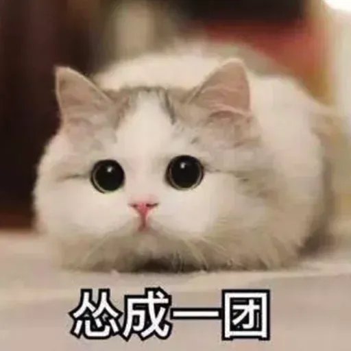 CuteCat1 - Sticker 30