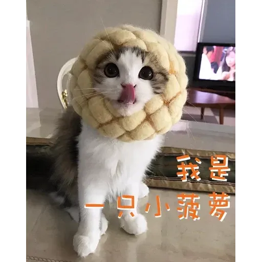CuteCat1 - Sticker 11