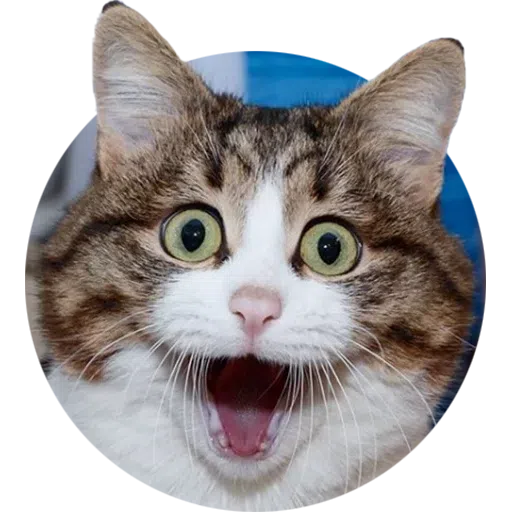 Cat - Sticker 13