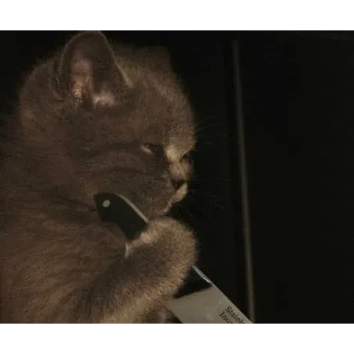 Cat - Sticker 18