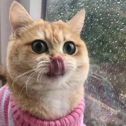 Cat - Sticker 15