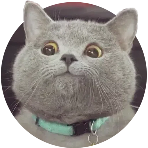 Cat - Sticker 11