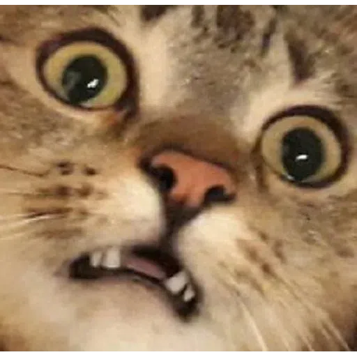 Cat - Sticker 29