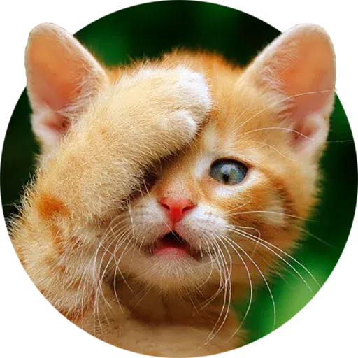 Cat - Sticker 14