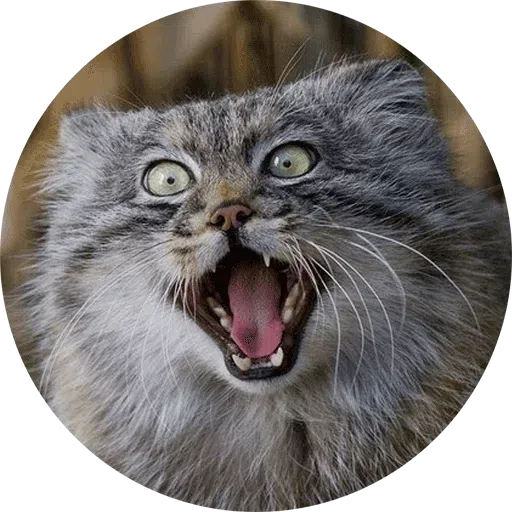 Cat - Sticker 9