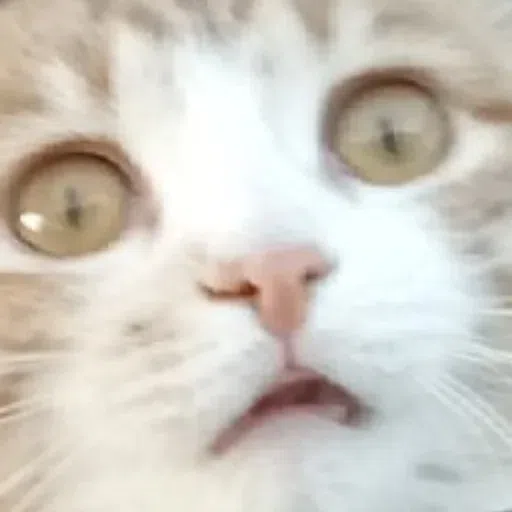 Cat - Sticker 27