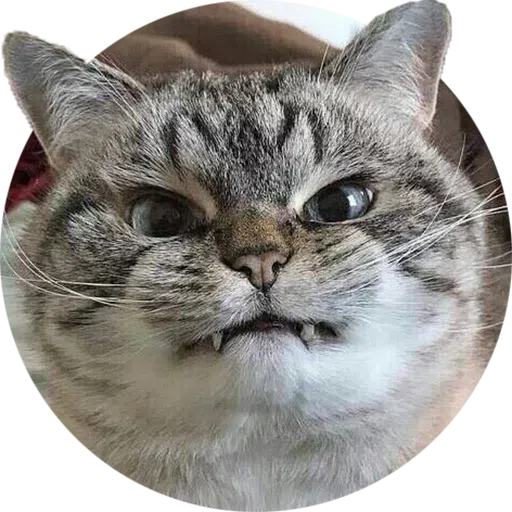 Cat - Sticker 12