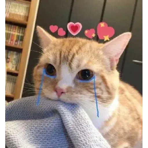 Cat - Sticker 16
