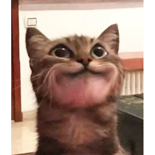 Cat - Sticker 20