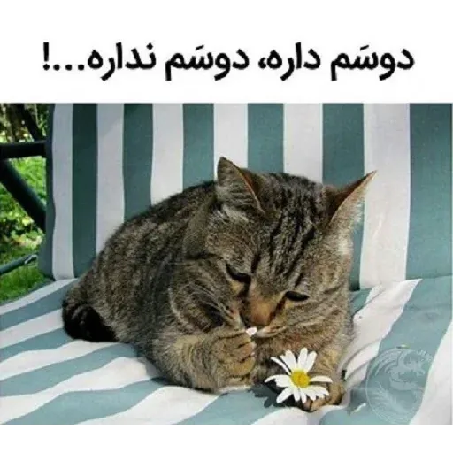 نخوندم🌚 - Sticker 13