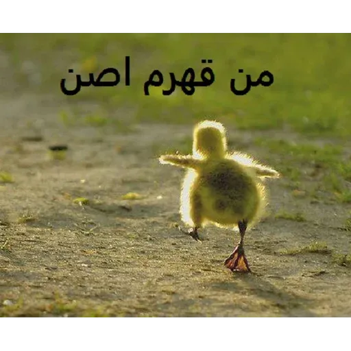 نخوندم🌚 - Sticker 14